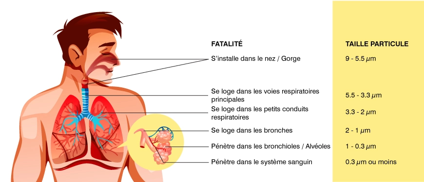 matières particulaires dans le système respiratoire